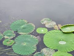 -东湖听涛景区