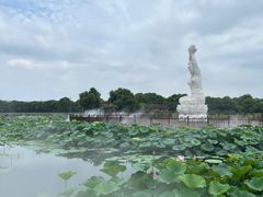 -荷塘月色湿地公园·向阳花洲