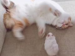 -Bastet sally猫舍购宠(静安店)