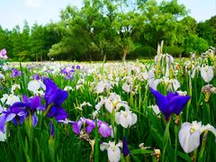 -上海共青森林公园