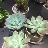 诺漫花艺馆
