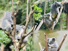 -广州长隆野生动物世界