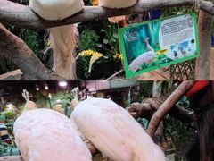 -正佳雨林生态植物园