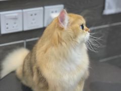-babydoll猫舍·米努特·德文·缅因(久光中心店)