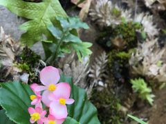 -深圳仙湖植物园