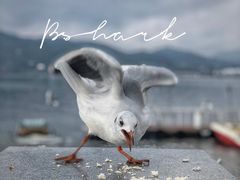 -海埂大坝