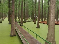 -渌洋湖湿地公园