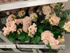 -宜家家居(哈尔滨商场店)