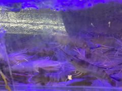 -琥珀川糟粕醋火锅(慈云寺店)