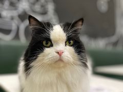 -安格丽娜·狗咖·猫咖羊驼咖(春熙路百盛商场店)