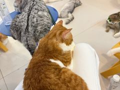 -平行世界·猫咖(首经贸店)