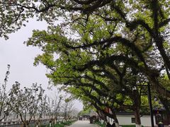 -江心屿景区