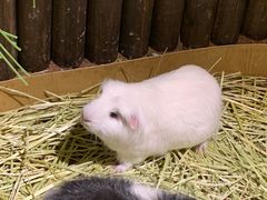 -藦茜花园宠物主题亲子互动体验馆(国顺东路店)