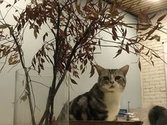 -咖法森林·咖啡  酒吧(天河店)