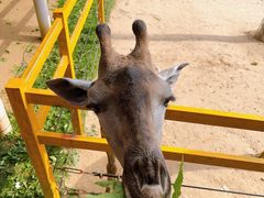 -西霞口神雕山野生动物世界