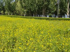 -长白岛森林公园