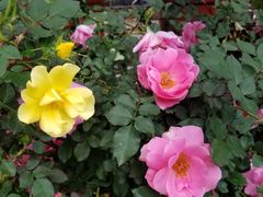 -人民公园(罗湖区)