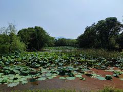 -西溪国家湿地公园