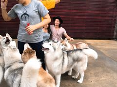 -TrueLove @ Neverland (Husky Cafe)