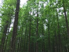 -黄海国家森林公园