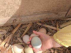 -甜心庄园·甜心草莓采摘园(西青中北店)