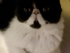 -平行世界·猫咖(首经贸店)