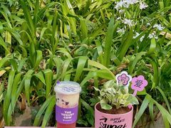 -一只酸奶牛(锦城万达天虹店)