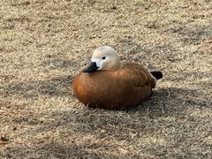 -鄱阳湖国家湿地公园