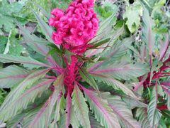 -精武路第一家(吉庆街店)