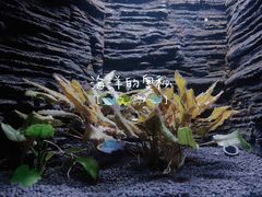 -上海海洋水族馆