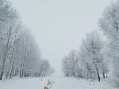 -雾凇岛