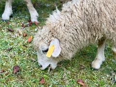 -神户市立六甲山牧场