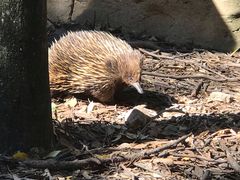 -费瑟代尔野生动物园