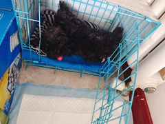 -瑞派福兴宠物医院犬猫全科·骨科·中西医结合(河东店)