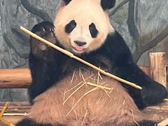 -深圳野生动物园