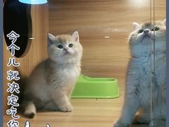 -猫十亿·布偶金渐层·曼基康矮脚猫舍(青年路店)