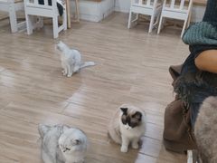 -李小姐の猫咖啡馆(五角场店)