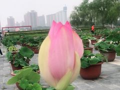 -莲花池公园