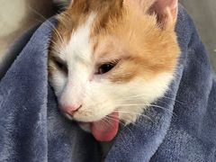 -瑞派长江宠物医院·猫科·外科·24小时夜护(谊城公寓分院)
