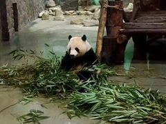 -都江堰中华大熊猫苑