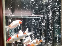 -浩运·海鲜青岛菜·海胆水饺(石老人店)