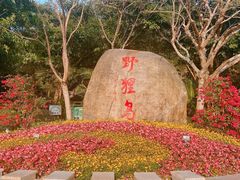 -野狸岛
