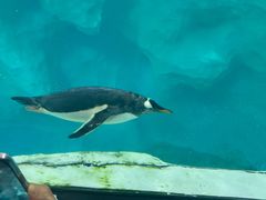 -帝企鹅自助餐厅•儿童岛•真企鹅(长隆企鹅酒店)