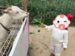 -小鱼草莓采摘园农家乐·小鱼餐厅