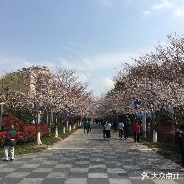 抓住早樱的尾巴，没想到上海浦东也有这么美丽的赏樱地方