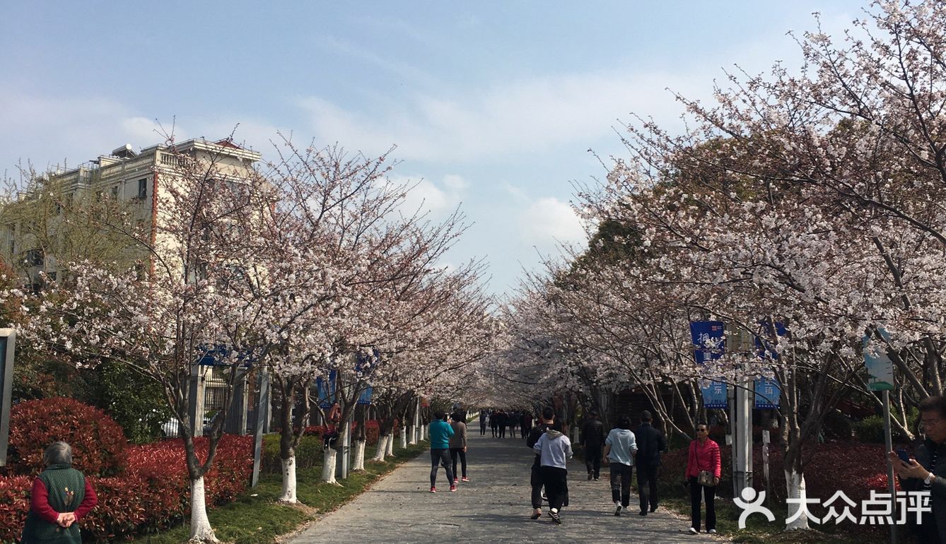 抓住早樱的尾巴，没想到上海浦东也有这么美丽的赏樱地方