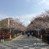 抓住早樱的尾巴，没想到上海浦东也有这么美丽的赏樱地方
