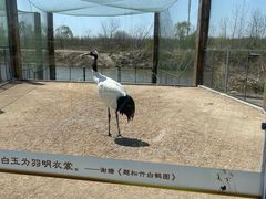 -盐城丹顶鹤湿地生态旅游区