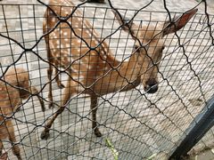 -长白岛森林公园