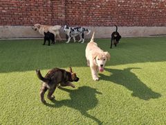 -北京京卫宠物寄养训练中心